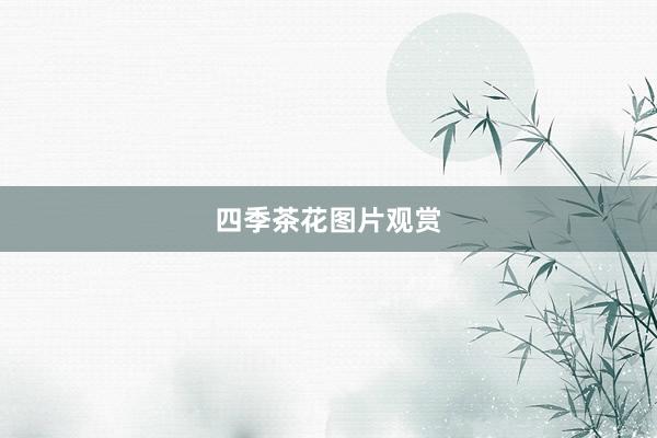 四季茶花图片观赏